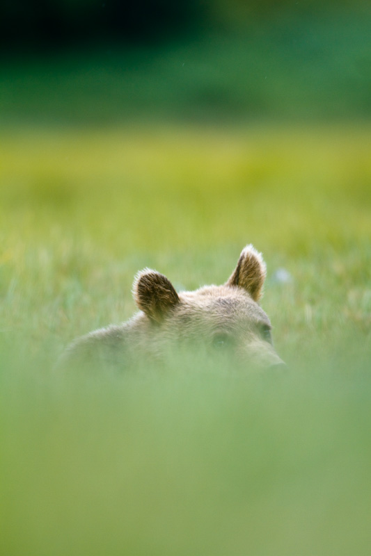 Grizzly Bear Cub In Sedges